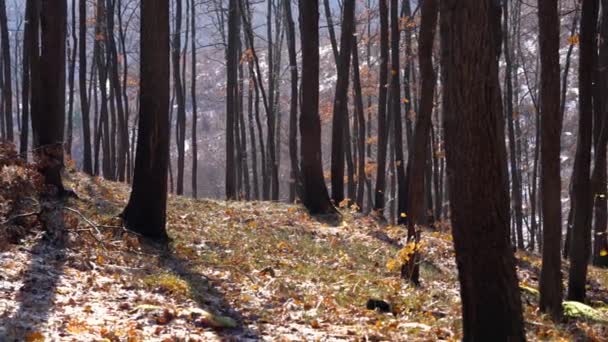 Bailando Hojas Secas Viento Forestal — Vídeos de Stock