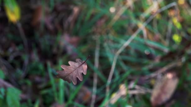 在风中跳舞干燥的叶子 — 图库视频影像