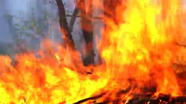 Φωτιά Στο Δάσος Καταστρέφει Φύση — Αρχείο Βίντεο