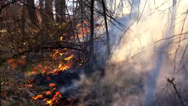 Le feu dans la forêt détruit la nature 