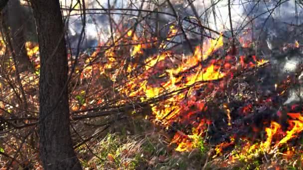 Вогонь Лісі Знищує Природу — стокове відео