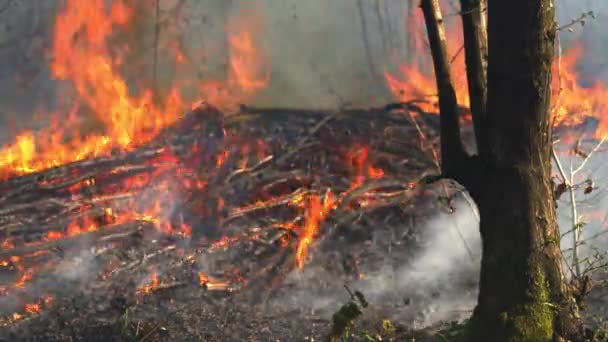 Пожар Лесу Уничтожает Природу — стоковое видео