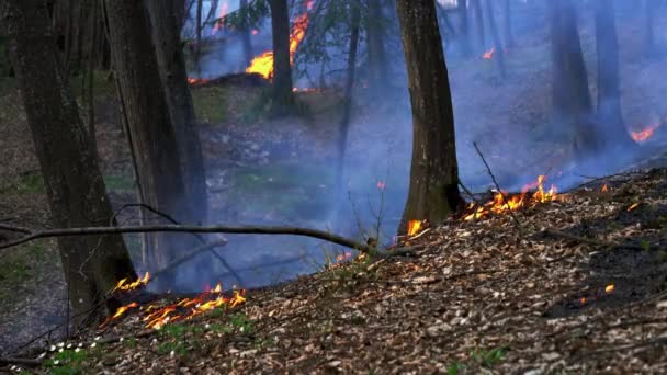 Fuego Bosque Destruye Naturaleza — Vídeos de Stock