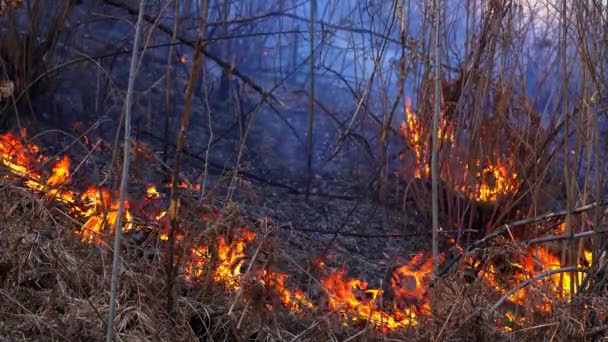Focul Din Pădure Distruge Natura — Videoclip de stoc