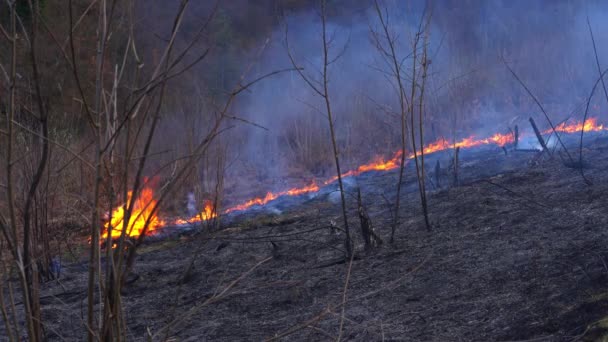 Fire Forest Ničí Přírodu — Stock video