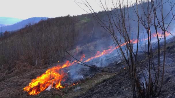 Fuego Bosque Destruye Naturaleza — Vídeo de stock
