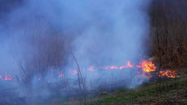 Fuego Bosque Destruye Naturaleza — Vídeos de Stock