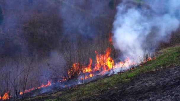 Le feu dans la forêt détruit la nature 
