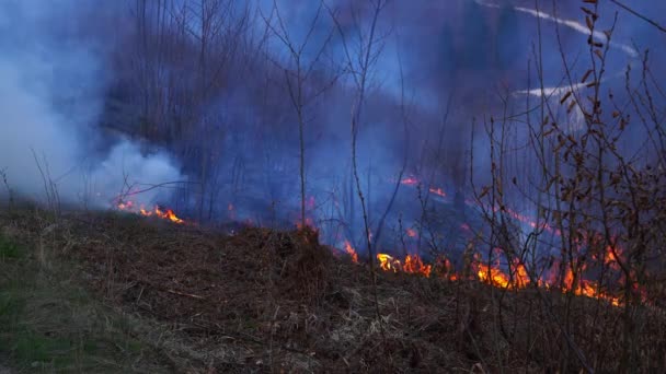Le feu dans la forêt détruit la nature 