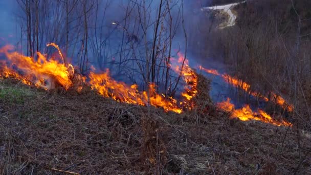 Focul Din Pădure Distruge Natura — Videoclip de stoc