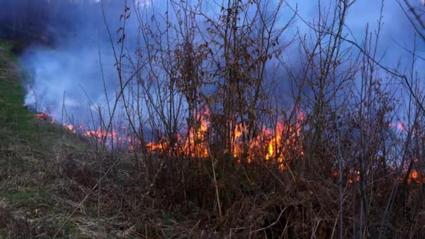 Le feu dans la forêt détruit la nature 