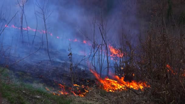 森の火は自然を破壊する — ストック動画