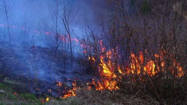 Le feu dans la forêt détruit la nature 