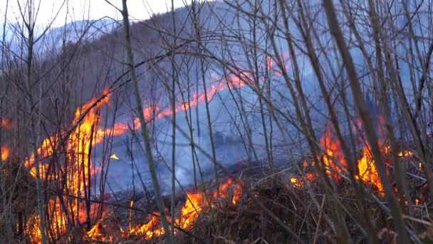 Le feu dans la forêt détruit la nature 