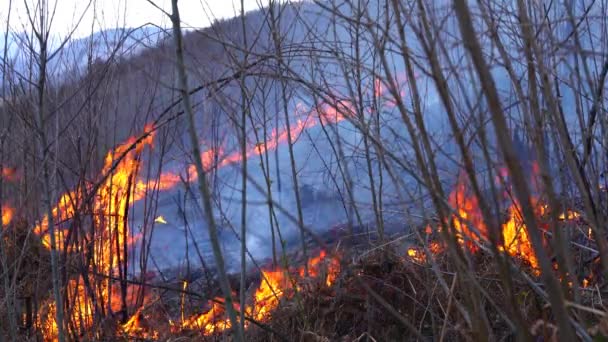 Φωτιά Στο Δάσος Καταστρέφει Φύση — Αρχείο Βίντεο