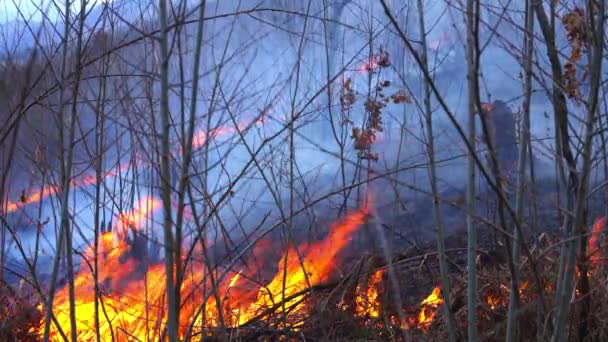 Le feu dans la forêt détruit la nature 