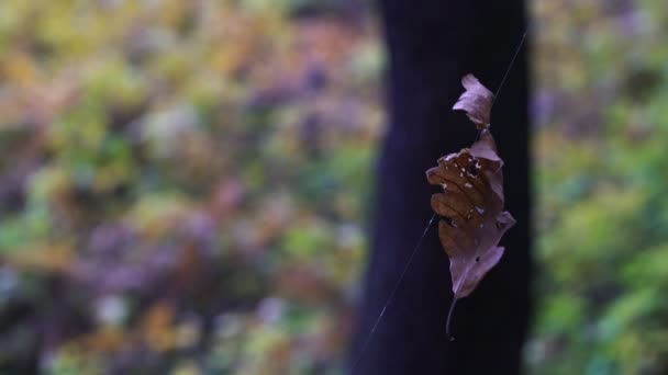 Trockenes Blatt Auf Einem Spinnenfaden — Stockvideo