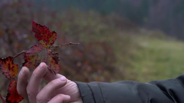 Man Touches Organic Blackberry Autumn Leaves Goes Distance — Stock Video