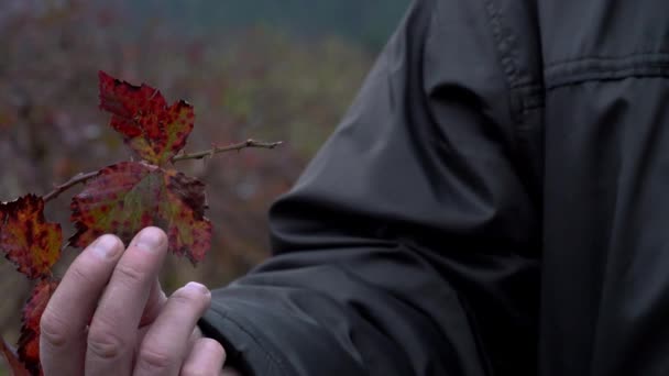 Man Touches Organic Blackberry Autumn Leaves — Stock Video