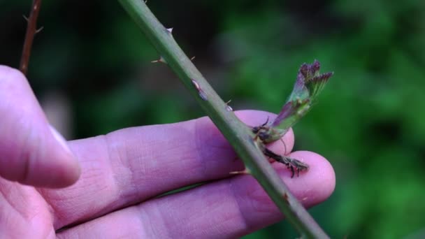 Uomo Tocca Mora Biologica Prima Lasciare Sul Vento — Video Stock