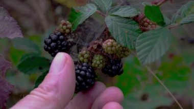 Vahşi olgun böğürtlen toplama