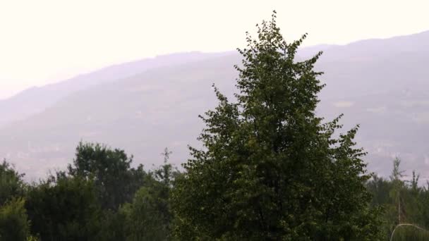 Regen Auf Der Tress — Stockvideo