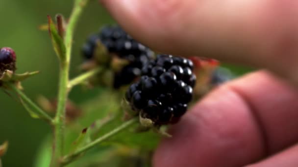 Plukken Van Wilde Rijp Blackberry — Stockvideo