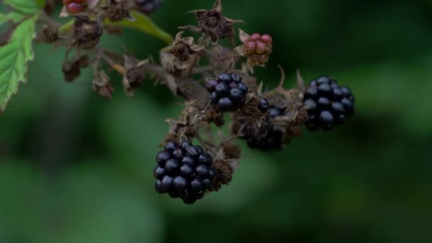 Wilde Reife Brombeeren Pflücken — Stockvideo