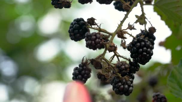 Cueillette mûre sauvage mûre mûre 