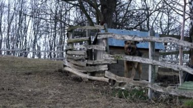 Adam gittikçe yaklaşıyor. Mülkün kızgın bekçi köpeği.