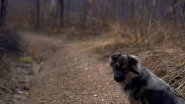 Pies Widokowy Drodze — Wideo stockowe