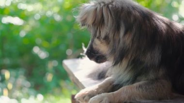 Köpek doğal ortamlarda rahatlayın