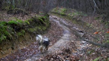 Köpek sonbahar yolu üzerinde koşmak