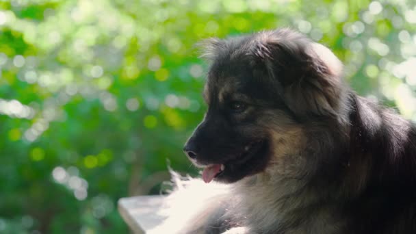 Cão Relaxar Ambiente Natural — Vídeo de Stock