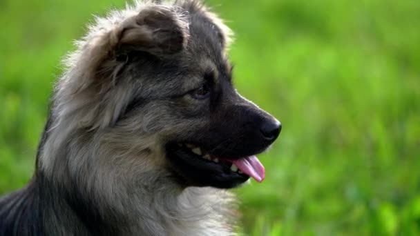 自然な雰囲気の中でリラックスできる犬 — ストック動画