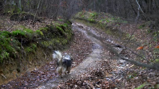 Hond Run Herfst Way — Stockvideo