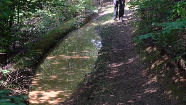 Uomo Cane Vanno Nello Specchio Della Pozzanghera — Video Stock