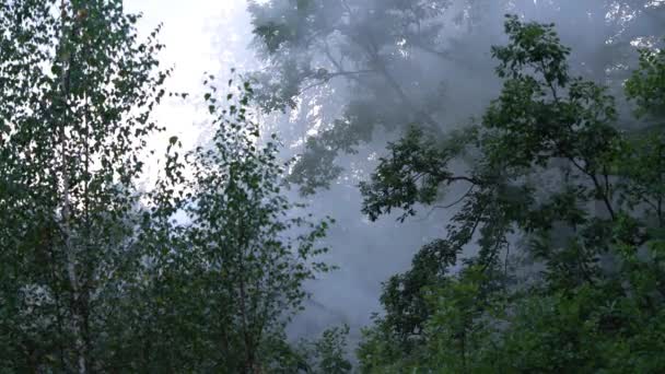 森林中的浓烟 — 图库视频影像