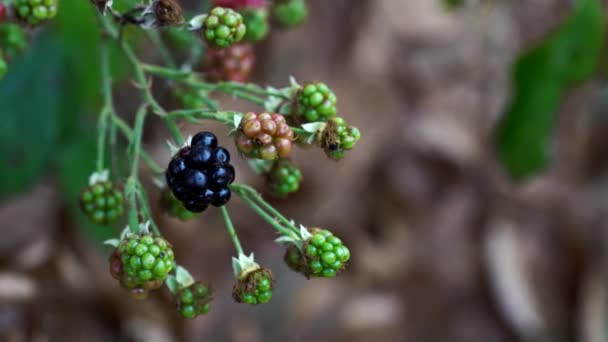 Bio Brombeere Reift Zweite Frucht Jahr — Stockvideo