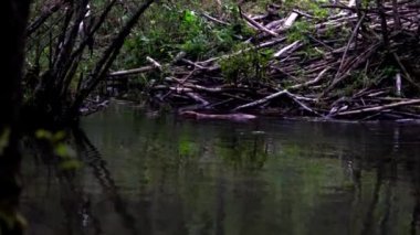 Nehirde Beaver ve habitat Barajı