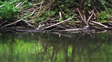 Nehirde Beaver Habitat Barajı