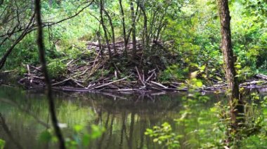 Nehirde Beaver Habitat Barajı