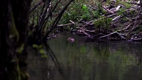 Beaver Habitat Dam Folyón — Stock videók