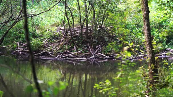 Beaver Habitat Dam Rzece — Wideo stockowe