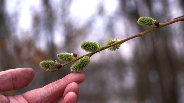 Man Touches Pussy Willow Salix Cinerea Wind — Stock Video