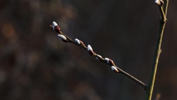 Pussy Willow Salix Cinerea First Buds — Stock Video