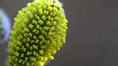 Rüzgar üzerinde kedi Willow-Salix cinerea