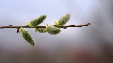 Rüzgar üzerinde kedi Willow-Salix cinerea