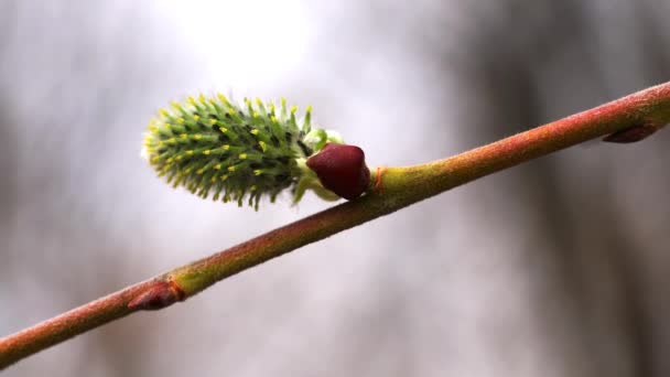Rüzgar Üzerinde Kedi Willow Salix Cinerea — Stok video