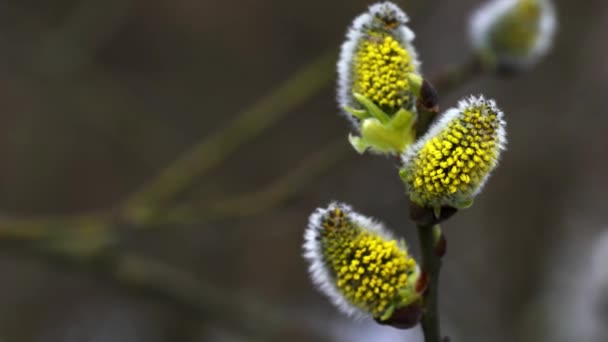 Buceta Salgueiro Salix Cinerea Vento — Vídeo de Stock